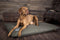 Scruffs - Expedition Memory Foam (orthopedisch, waterafstotend, wasbaar, nano)